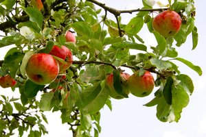 Apfelbaum mit roten Äpfeln. Foto: © VRD - Fotolia.com