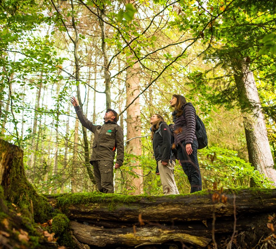 Ein Naturparkführer und zwei Wanderinnen stehen im Wald. Foto: 