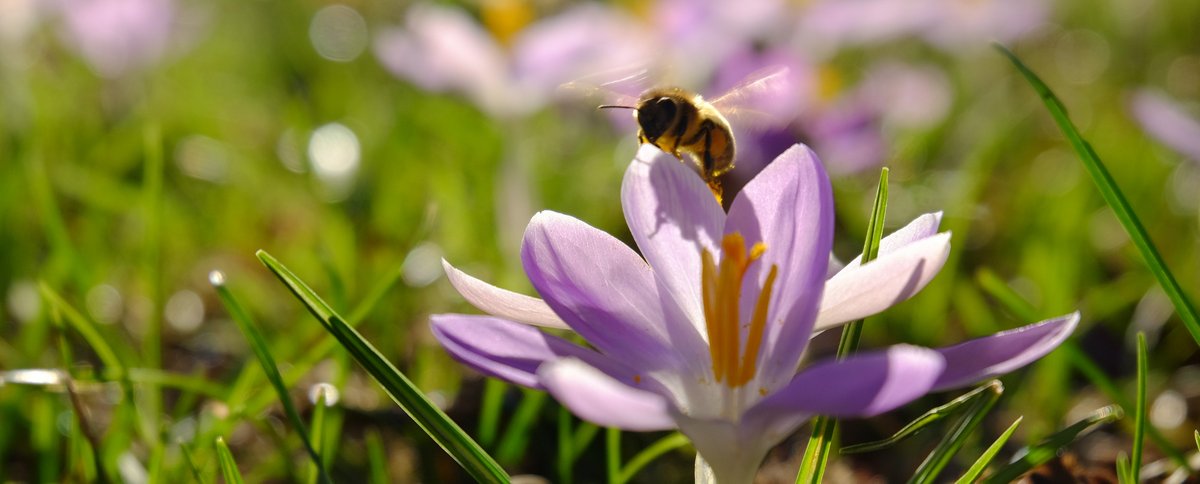 Eine Biene auf einer Blume. Foto: Judith Wedderwille/ Kreis Soest