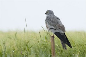 Der Vogel "Wiesenweihe". Foto: Margret Bunzel Drüke Der Vogel "Wiesenweihe" sitzt auf einem Stock. Foto: Margret Bunzel Drüke