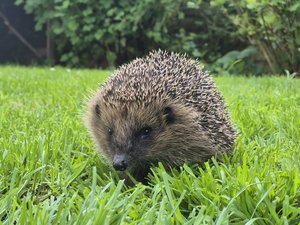 Der Igel ist oftmals ein heimlicher Gartenbewohner – Mähroboter können ihm leicht zum Verhängnis werden. Foto: Kreis Soest