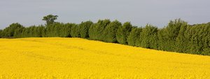 Rapsblüten in Rapsfeld. © Thorsten Schier - Fotolia.com Rapsfeld mit Hecke. © Thorsten Schier - Fotolia.com