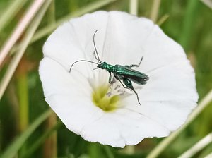 Ein grüner Scheinbockkäfer auf einer Blume. Foto: UNB/ Kreis Soest