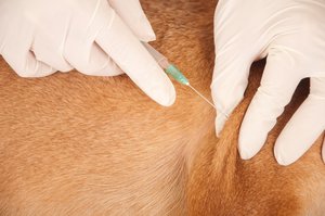 Veterinär gibt Pferd Injektion. Foto: © Baronb - Fotolia.com Veterinär gibt Pferd Injektion. Foto: © Baronb - Fotolia.com
