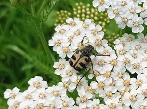 Ein Pinselkäfer sitzt auf einer Blüte. Foto: UNB/ Kreis Soest