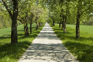 Baumallee. Foto: © Andreas - Fotolia.com