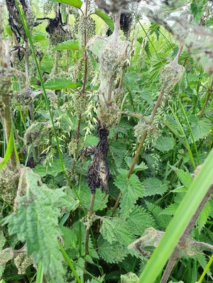 Brennnessel als Kinderstube