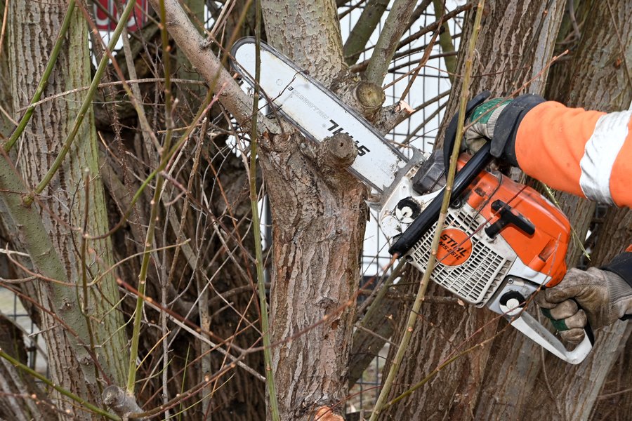 Baumpflege- und Fällarbeiten