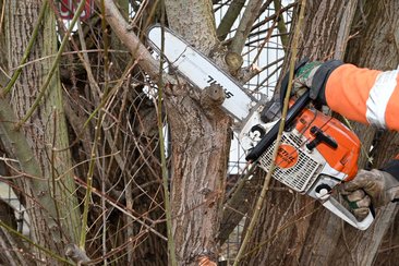 Baumpflege- und Fällarbeiten