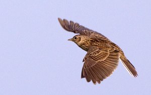 Feldlerche im Flug. Foto: Hans Glader