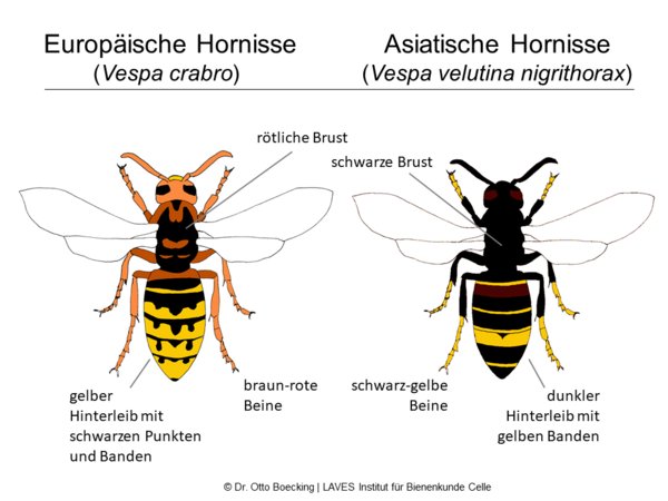 Asiatische Hornisse