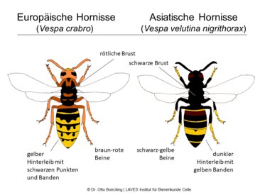 Asiatische Hornisse