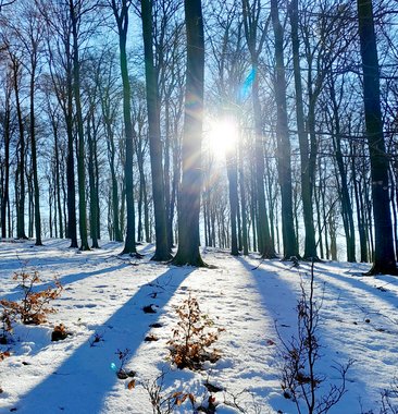 Waldbaden zum neuen Jahr 