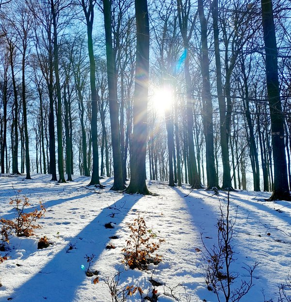 Waldbaden zum neuen Jahr 