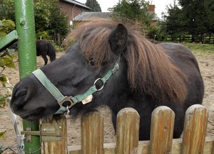 Pferd schaut über einen Zaun. Bauernhof in Lohe. Foto: Thomas Weinstock/ Kreis Soest