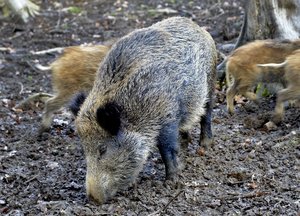 Wildschein. Foto: Thomas Weinstock/ Kreis Soest