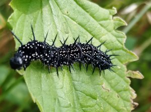 Die Raupe eines Tagpfauenauges sitzt auf einem Blatt. Foto: UNB/ Kreis Soest