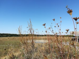Die Hochstaudenflur soll überjährig stehen bleiben - die Insekten freuen sich über das Winterquartier, denn hier überwintern zum Beispiel Wildbienen im Stängel der Stauden und Gräser. Foto: UNB/ Kreis Soest