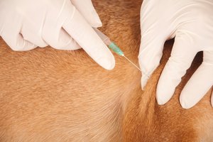 Veterinär gibt Pferd Injektion. Foto: © Baronb - Fotolia.com