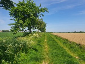 Ein Feldsaum in der Soester Feldflur. Foto: UNB/ Kreis Soest