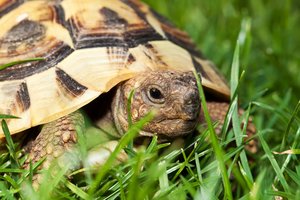 Schildkröte im Gras. Foto: © motorradcbr - Fotolia.com