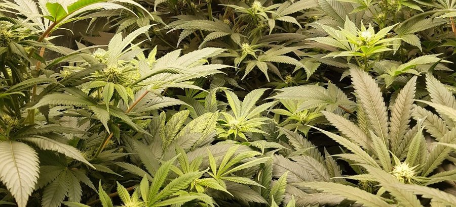 Cannabis. Foto: Polizei Soest