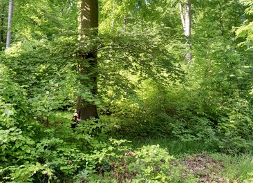 Waldbaden im Mai