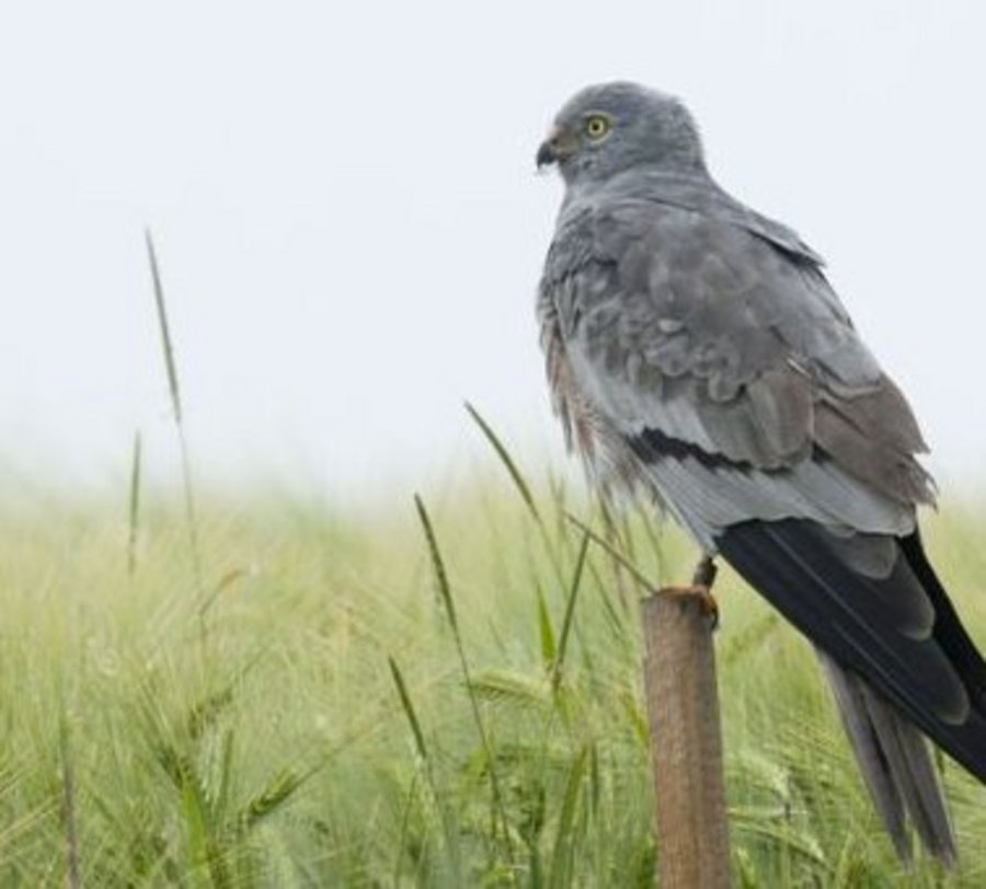 Der Vogel "Wiesenweihe". Foto: Margret Bunzel Drüke