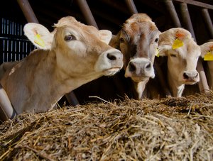 Kühe im Stall vor Futter. ©Marionette - Fotolia