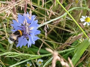 Blume mit Hummel. Foto: UNB/ Kreis Soest