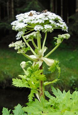 Riesenbärenklau, auch Herkulesstaude genannt. Foto: Thomas Weinstock/ Kreis Soest Riesenbärenklau, auch Herkulesstaude genannt. Foto: Thomas Weinstock/ Kreis Soest
