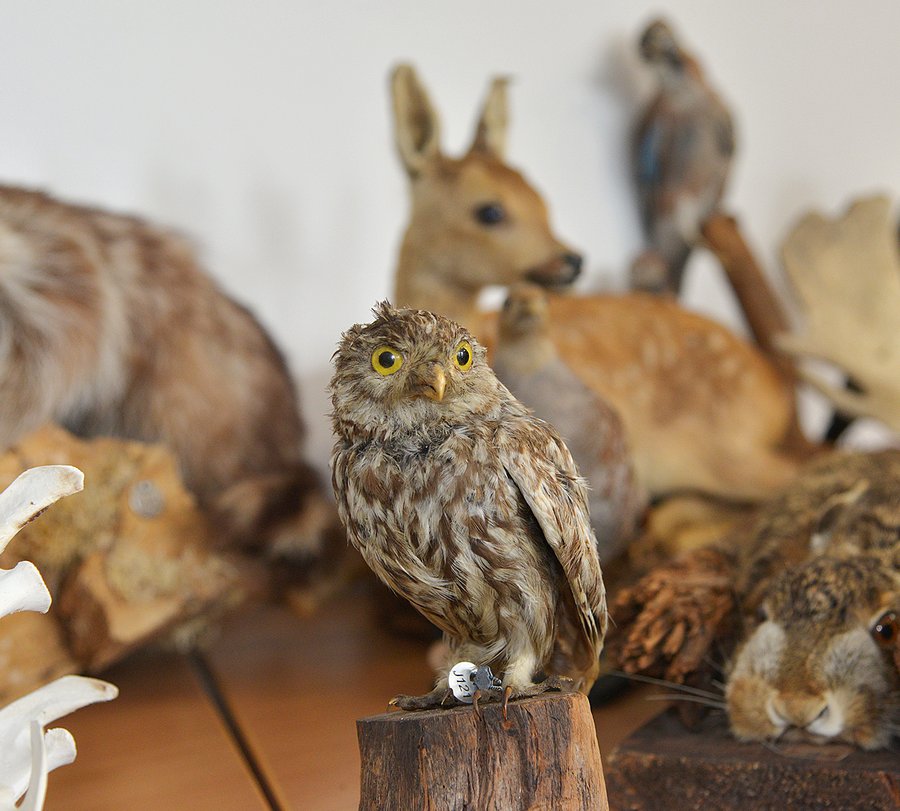 Foto: Tierpräparat eines Kauz aus einer Jägerprüfung, Sachgebiet 1 "Kenntnis der Tierarten, Wildbiologie, Wildhege, Naturschutz". Foto: Birgit Kalle/Kreis Soest Foto: Tierpräparat eines Kauz aus einer Jägerprüfung, Sachgebiet 1 "Kenntnis der Tierarten, Wildbiologie, Wildhege, Naturschutz". Foto: Birgit Kalle/Kreis Soest