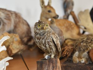 Foto: Tierpräparat eines Kauz aus einer Jägerprüfung, Sachgebiet 1 "Kenntnis der Tierarten, Wildbiologie, Wildhege, Naturschutz". Foto: Birgit Kalle/Kreis Soest