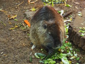 Ein Nutria. Foto: Sinaida Bayer-Schliwka/ Kreis Soest