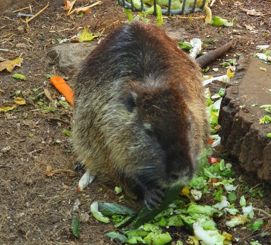 So sieht ein Nutria aus. Foto: Sinaida Bayer-Schliwka/ Kreis Soest Ein Nutria. Foto: Sinaida Bayer-Schliwka/ Kreis Soest