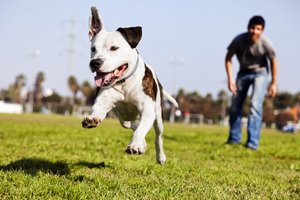 Hund mit seinem Herrchen. Foto: © eldadcarin - Fotolia.com