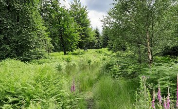 Waldbaden