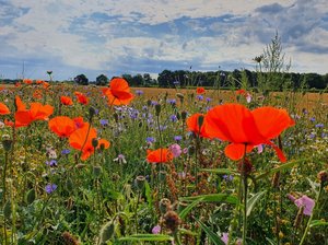 Feldsaum in Blütenpracht