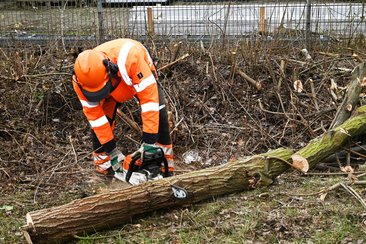 Baumfäll- und Baumpflegearbeiten