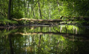 Den Wald mit allen Sinnen erleben