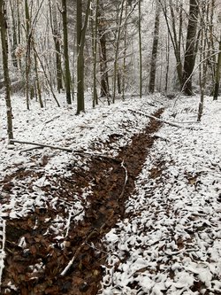Das Bild zeigt den schneebedeckten Waldboden im Arnsberger Wald. Dort wurden im Rahmen des Schwammwald-Projekts künstlich angelegte Entwässerungsgräben zurückgebaut.
