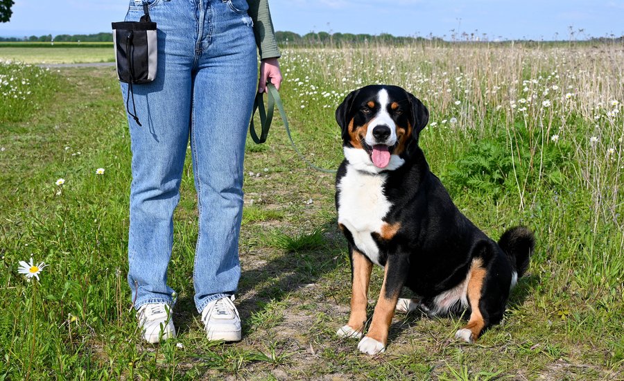 Anleinpflicht in Vogelschutzgebieten