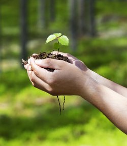 Zwei Hände halten Baum-Setzling. Foto: © by-studio - Fotolia.com