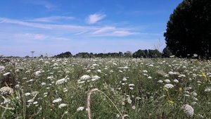 Einsaatackerbrache in Geseke. Foto: Marko Kneisz/Kreis Soest