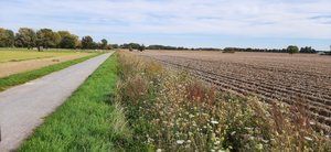 Saumstreifen im Spätsommer