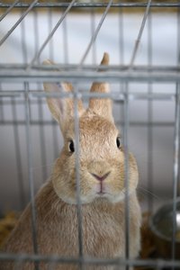 Kaninchen im Käfig. Foto: © Vely - Fotolia.com