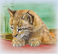 Leopold, der Luchs