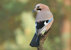 Eichelhäher. Foto: kwasny221 - Fotolia
