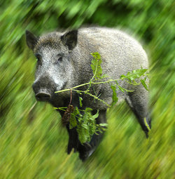 Wildschwein. Foto: Thomas Weinstock/Kreis Soest
