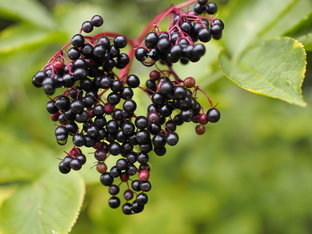 Holunderbeeren. Foto: Glaser - Fotolia